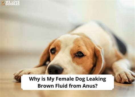 why is my dog leaking brown fluid|Why is My Female Dog Leaking Brown Fluid From。